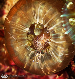 Small shrimp rests on a corallimorph. by Glenn Ostle 